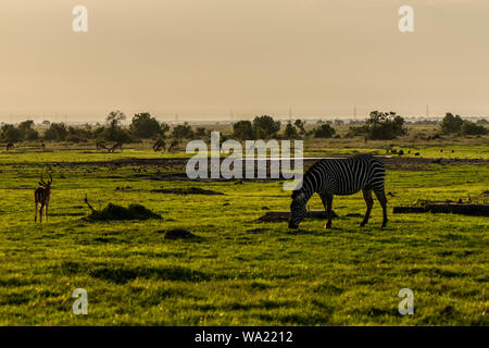 Grevy's Zebra (Equus grevyi) and Burchell's Zebra (Equus burchellii) hybrid in early evening, Ol Pejeta Conservancy, Kenya Stock Photo