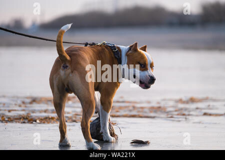 Stanford terrier Stock Photo