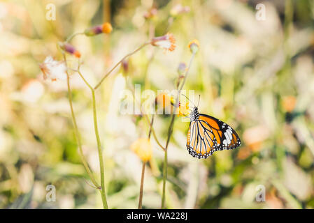 Butterfly sits on dandelion-like flower (Gynura pseudochina). Blurry background. Stock Photo