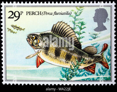 Perca fluviatilis, Eurasian Perch, freshwater fish, postage stamp, UK, 1983 Stock Photo