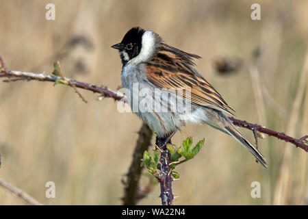 Male Reed Bunting perched on a thorny branch Stock Photo