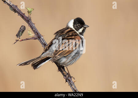 Male Reed Bunting perch on a thorny branch Stock Photo