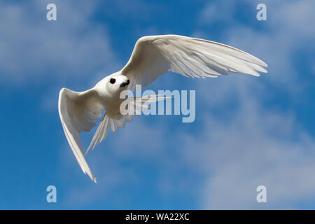 White Tern in flight Stock Photo