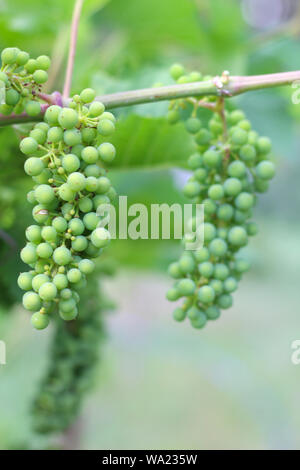 ripening grapes hanging on the vines. Harvest in the vineyard Stock Photo