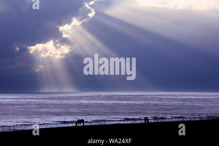 Qinghai Lake Qinghai Rape Stock Photo - Alamy