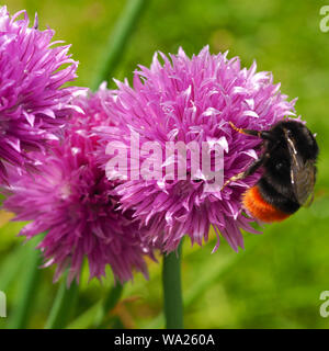 Allium schoenoprasum 'Pink Perfection' chive flowers in a garden with a bumblebee Stock Photo
