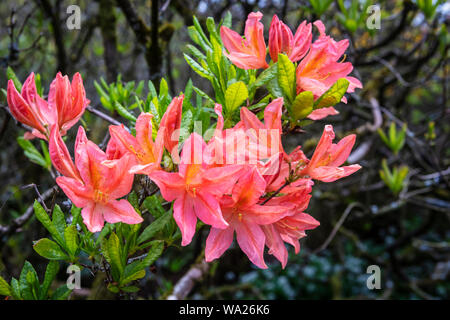 Cluster of coral pink Japanese azalea flowers close-up. Stock Photo