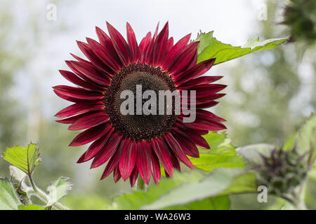 Moulin Rouge Sunflower in Bloom Stock Photo