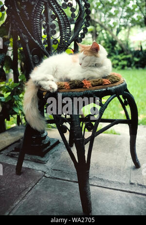 This sleepy cat resting outdoors on an old rattan chair is one of dozens of felines roaming the residence of famed author Ernest Hemingway who lived from 1931-39 at 907 Whitehead Street in Key West in the Florida Keys, Florida, USA. Many of these descendants of Hemingway's furry pets are polydactyl cats that have six toes instead of the usual five toes on their front paws and four toes on the back paws. These unusual animals can be seen by visitors at the privately-owned Hemingway House, which was built in 1851 and now is a U.S. National Historic Landmark open daily for tours. Stock Photo