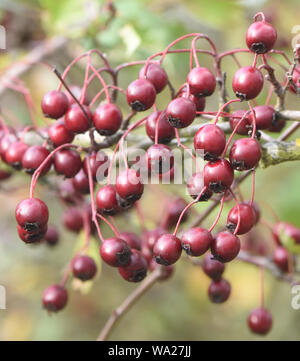 Red berries or, more correctly, pomes, of common hawthorn (Crataegus monogyna) in autumn attract birds who distribute the seeds. Bedgebury Forest, Ken Stock Photo