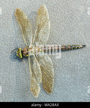 Sedge Darner Dragonfly Body Closeup Stock Photo