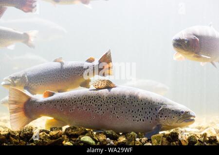 Rainbow trout and brown trout in a tank at Shepherd of the Hills Fish Hatchery in Branson, Missouri, USA. Stock Photo