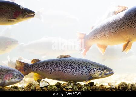 Rainbow trout and brown trout in a tank at Shepherd of the Hills Fish Hatchery in Branson, Missouri, USA. Stock Photo