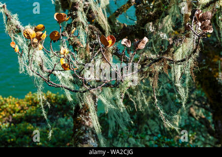Old mans beard, a kind of lichen or moss of the Usnea family inside Potatso national park, Shangri La county, Yunnan, China. Stock Photo