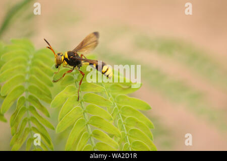 The soft focus Paper Wasps,Vespa affinis,Lesser Banded Hornet insect. Stock Photo