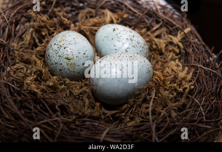 Eggs in Birds Nest in decorative white dish.  Three Green Easter Eggs with rustic look. Stock Photo