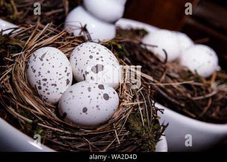 Eggs in Birds Nest in decorative white dish.  Three Quail Easter Eggs with rustic look. Stock Photo