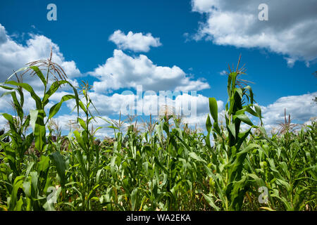 Corn stalks in a corn field on a beautiful summer day with a blue sky and white clouds. Stock Photo