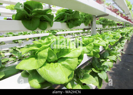 Fresh organic vegetable grown using aquaponic or hydroponic farming Stock Photo