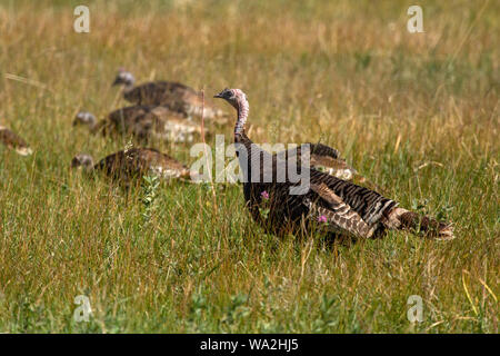 Alert wild turkey hen keeps watch over half-grown chicks feeding in tall grass Stock Photo