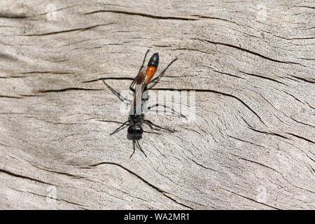 A hunting Red Banded Sand Wasp,  Ammophila sabulosa, perching on a dead tree trunk. Stock Photo