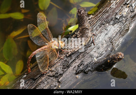 A female Brown Hawker Dragonfly, Aeshna grandis, laying eggs on a branch that is floating in a boggy pond in the UK. Stock Photo