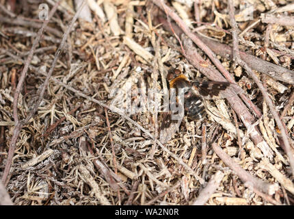 A pretty Mottled Bee-Fly, Thyridanthrax fenestratus, perching on the ground in heath land. Stock Photo