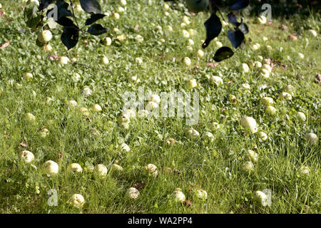 Fallen apples laid on the grass in a garden, outdoor shot Stock Photo