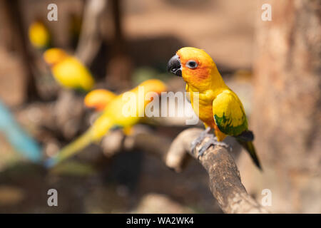 Yellow Eclectus Parrot; bird sitting on the pal tree trunk. Wildlife scene bird tropical forest concept. Beautiful yellow parrot on dry tree in the fa Stock Photo