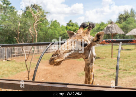Close up. A big head giraffe happiness in nature farm, with blue sky background. Stock Photo