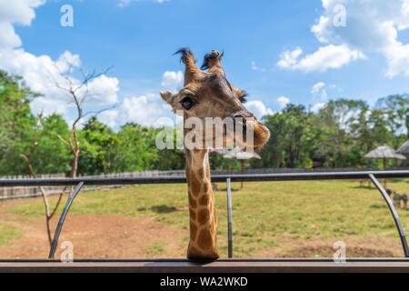 Close up. A big head giraffe happiness in nature farm, with blue sky background. Stock Photo