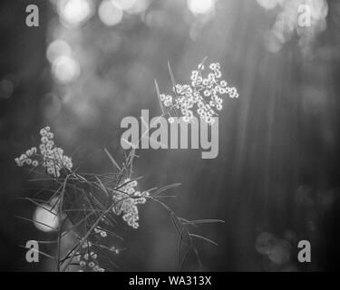 Looking at Wattle flowers on the tree through filtered light  in black and white, blurred Bokeh background, splintered sunlight Stock Photo