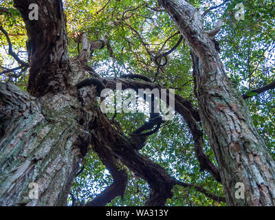 Looking up through the knotted gnarly branches of very tall trees to the canopy of green leaves and sky above, Australia, Winter Stock Photo