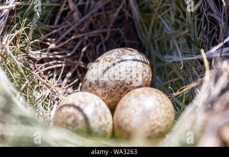 three quail eggs in a nest Stock Photo