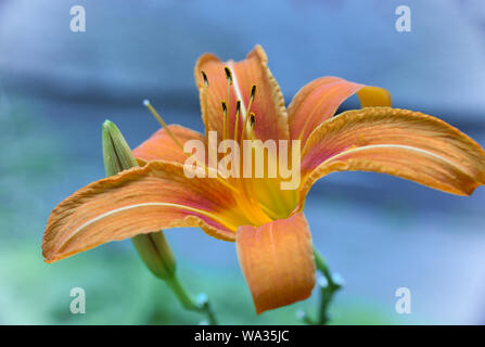 Orange lily flower and bud on blue background Stock Photo