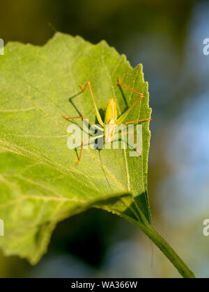 Speckled Bush-cricket - Leptophyes punctatissima. Colourful orange and green bug. Overhead view. Stock Photo