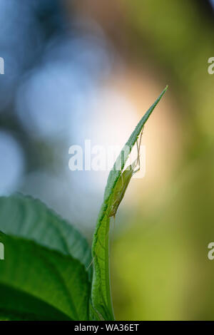 Oecanthus pellucens aka Italian tree cricket. Long thin insect, Italy. Stock Photo