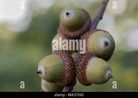 acorns of red oak, quercus rubra on twig closeup Stock Photo