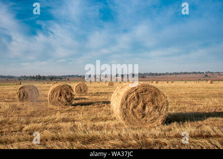 Dry Hay golden yellow Bundles rolled up in field in the country side in sun under blue skies and in rows or rolled together. Stock Photo