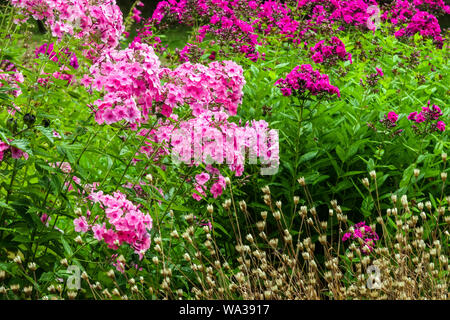 Pink Garden Phlox,  perennial plant Stock Photo