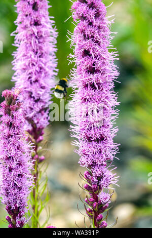 Liatris spicata, dense blazing star or prairie gay feather, bumblebee flying