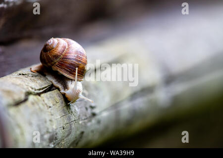 Edible snail (Helix pomatia) sitting on a wooden log. Stock Photo