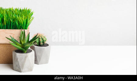 Succulent and grassy plants in different pots, free space Stock Photo