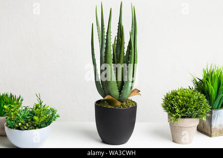 Aloe vera and various grassy plants in different pots Stock Photo