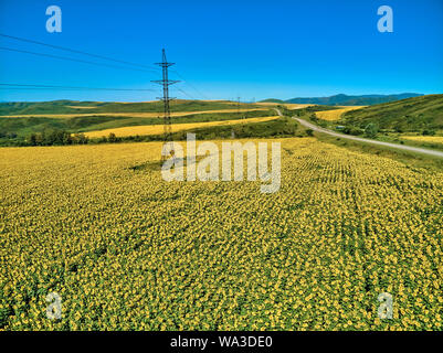 Beautiful panoramic aerial summer view at field of ripe sunflowers before the storm on the Bukhtarma mountains in the valley of the river Irtysh, east Stock Photo