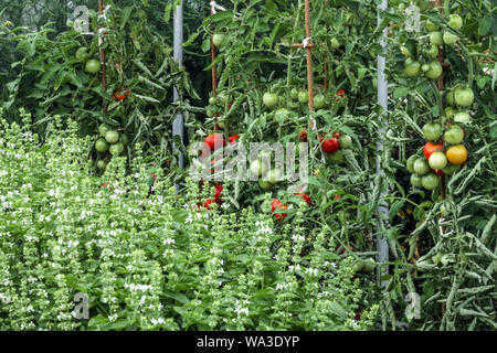 Green basil Herbs Ocimum basilicum in Bed Ripening Tomatoes Growing plants Herb Allotment garden Mixed Plants Great basil Ocimum Flowers Blooming Mix Stock Photo