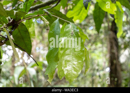 Slightly blurred nature background . Rainforest flora of Amazon River basin in South America. Nature protection and sustainable living concept Stock Photo