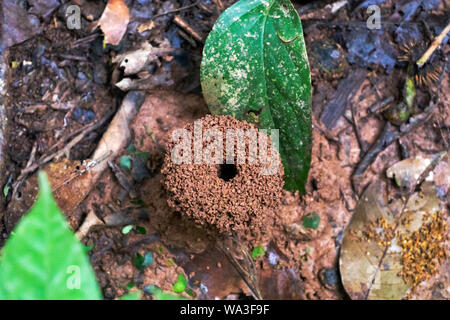 Abstract slightly blurred background with insect live scene in the rainforest, Amazon River basin in South America Stock Photo