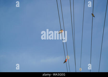 Birds perching on electrical power lines or wires. Space for text. Stock Photo