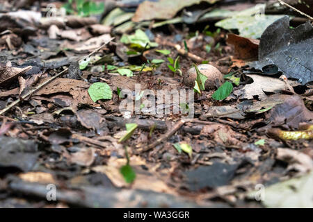 Abstract slightly blurred background with insect live scene in the rainforest, Amazon River basin in South America Stock Photo